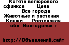 Котята велюрового сфинкса. .. › Цена ­ 15 000 - Все города Животные и растения » Кошки   . Ростовская обл.,Волгодонск г.